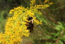 Tropical Bumblebee On Yellow Solidago Flowers In Florida Nature, Closeup