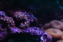 Pink And Green Blastomussa Merletti Coral, Bioluminescent Pineapple Coral, Great Barrier Reef, Copy Space