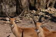 Two standing sable antelopes close up