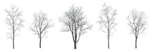 Set Of 5 Winter Various Snowed Trees Isolated Png On A Transparent Background Perfectly Cutout 