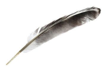 Beautiful grey bird feather isolated on white