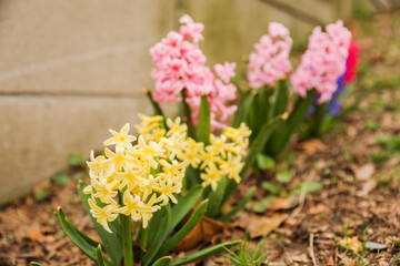 Poster - colorful flowers during springtime represents new beginnings, growth, and renewal. The various colors symbolize different emotions and ideas such as happiness, love, gratitude, and appreciation