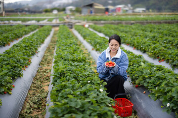 Wall Mural - Woman visit organic strawberry farm