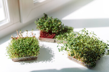 Wall Mural - Microgreens in trays on a white windowsill in the sun.