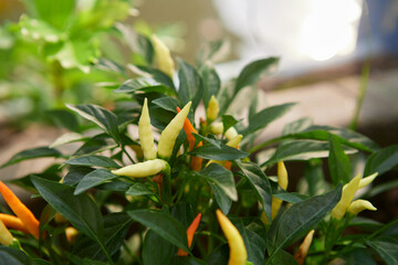 Wall Mural - Fresh chili peppers in vegetable garden