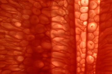 Wall Mural - Ruby red grapefruit pulp orange cross section macro closeup backlight on white background