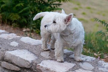 West Highland White Terrier Dog Breed looking back standing outdoors