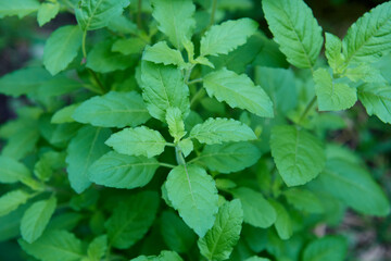 Wall Mural - Sweet basil leaves in the vegetable garden

