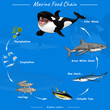 Marine food chain. Vector illustration of food chain in ocean