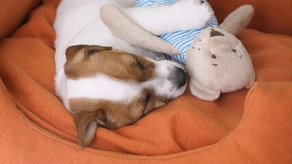 Wall Mural - Cute puppy sleeping in a couch