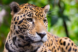 Fototapeta Zwierzęta - Jaguar close up portrait 
