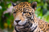 Fototapeta Zwierzęta - Beautiful Jaguar close up portrait 