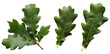 Green oak leaves isolated on transparent background without shadow png