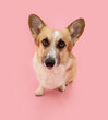 Portrait welsh corgi pembroke dog looking  at camera  with sad expression face. Isolated on pink pastel background