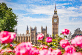 Fototapeta Londyn - Big Ben, the Palace of Westminster in London, UK seen from public garden with flowers