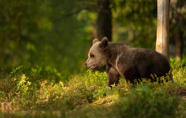 Wall Mural - portrait of a cute eurasian brown bear in a forest