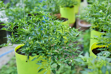 Chili pepper tree growing in potted plant