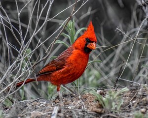 Sticker - Closeup of a red Northern cardinal in the grass surrounded by bare branches and small green leaves