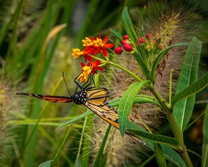 Sticker - Closeup of a Monarch butterfly upside down, on a red flower blossom, in a garden