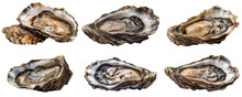 Six Fresh Oysters On A Transparent Background, Generative AI