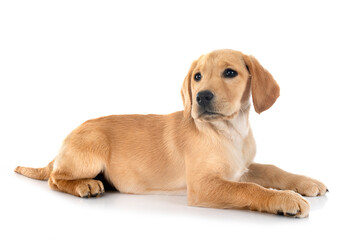 Wall Mural - puppy labrador retriever