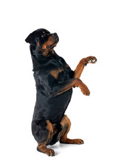 Sticker - rottweiler in studio