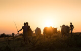 Fototapeta  - oung ethiopian shepherd witch cows in the sunset light