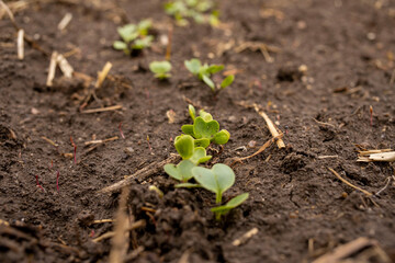 Wall Mural - Young shoots of radish in the open field