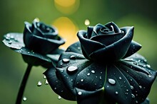 Photography Of Three Black Roses With Water Droplets, Bright Green Leaves Against A Background Of Blurred Raindrops, Yellow Lighting, Ann Thetis Blacker, Dark Color, Macro Photo, Gothic Art