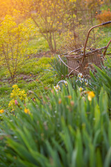 Wall Mural - spring flowerbed with flowers at sunset