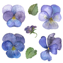 Set Of Elegant Pansies With Buds And Leaves. Hand Painted Botanical Illustration With Viola Flowers Isolated On White Background.