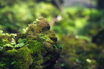 Wall Mural - Beautiful Bright Green moss grown up cover the rough stones and on the floor in the forest. Show with macro view. Rocks full of the moss texture in nature for wallpaper. soft focus.