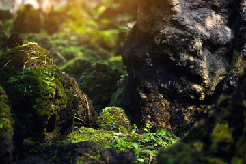 Wall Mural - Beautiful Bright Green moss grown up cover the rough stones and on the floor in the forest. Show with macro view. Rocks full of the moss texture in nature for wallpaper. soft focus.