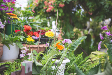 Wall Mural - flowers in pots in a tropical garden