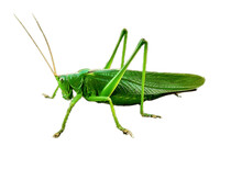 Green Grasshopper Without Background Isolated On White Background