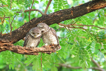 Little spotted owlet perched on a branch in tropical forest.