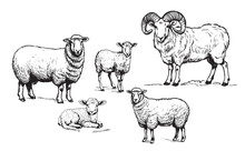 Sheep Ram Lamb Family Hand Drawn Sketch Vector Illustration Farming