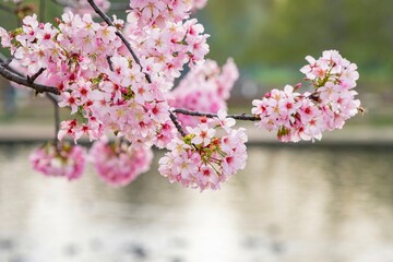 Wall Mural - Beautiful cherry blossom at Lake Balboa