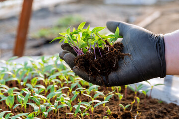 Wall Mural - The worker holds a pepper seedling in her hand. Ready for transplanting into fertile soil. Healthy root system.