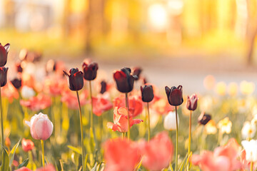 Wall Mural - Bright sunset light over romantic colorful tulip flowers. Happy garden park closeup, idyllic floral concept. Blooming springtime nature beautiful natural spring panorama. Closeup seasonal garden field