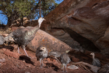 Wall Mural - A family of wild turkeys makes it's way down a gentle slope in front of an overhanging ridge of red sandstone and boulders with juniper trees in the background in the southwest desert of Southern Utah