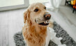 © tan4ikk - Golden retriever dog playing with toilet paper in bathroom on floor and looking at camera. Purebred doggy pet making mess with tissue paper at lavatory
