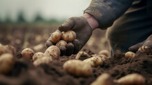 Hands Picking Potatoes From Their Plantations