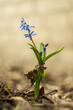 © Oleg - alone first spring flower in garden