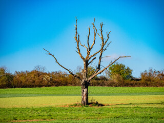 Wall Mural - Abgestorbener Baum