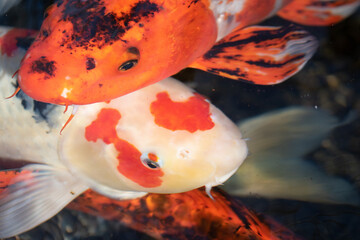 Two koi fish swimming over each other 