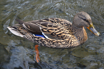 closeup portrait of wild duck mallard female on the water of park pond.