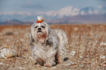 Wall Mural - Shih tzu dog on mountains background