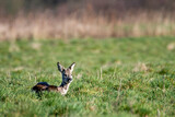 Fototapeta Londyn - deer resting in the meadow