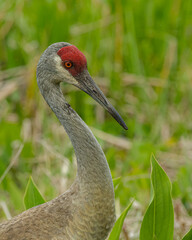 Wall Mural - portrait close-up of sandhill crane